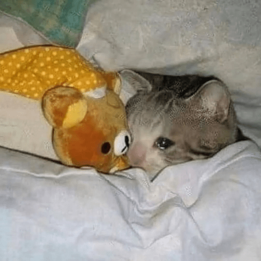 Cat Meme 18 Sticker