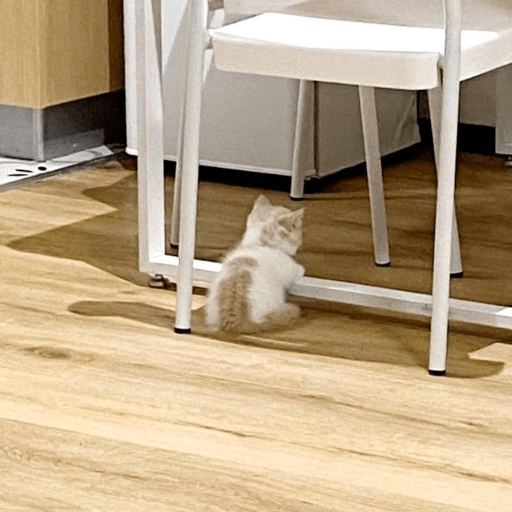 Cat Meme 7 Sticker
