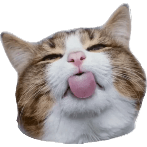 Cat Reaction 7 Sticker