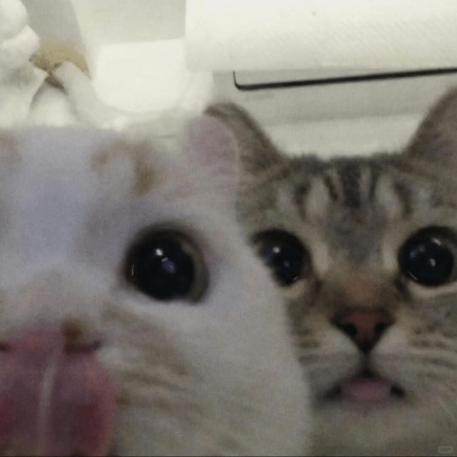 Cute Cat 2 Sticker