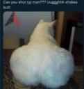 shakes butt
