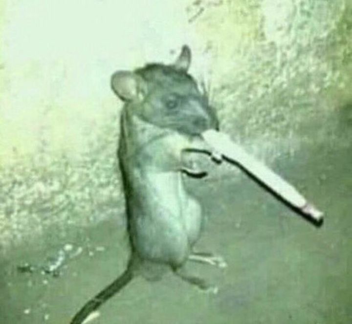 Smoking rat Sticker