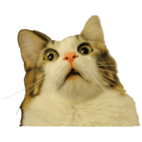 2048-cute-cat-5.png