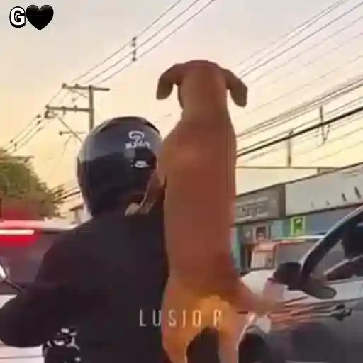 Dog rebolando Sticker