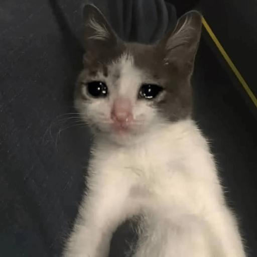 Cat Meme 8 Sticker