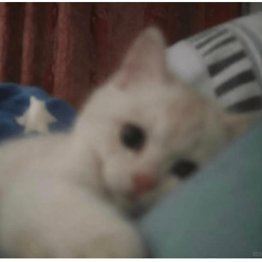 Cute Cat 8 Sticker