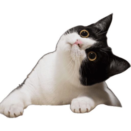 Cat Reaction 1 Sticker