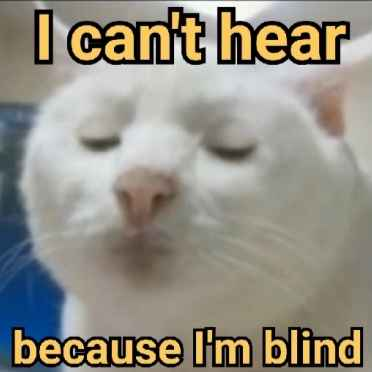 2688-cat-blind.png