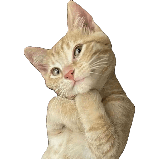 Cat Reaction 15 Sticker