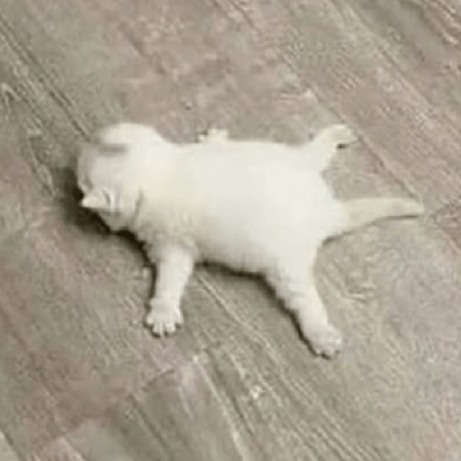 Cat Meme 20 Sticker