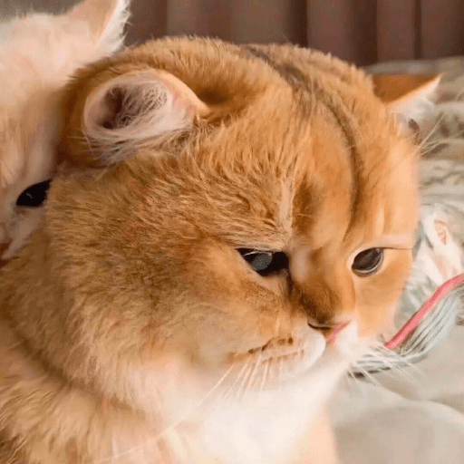 Cute Cat 5 Sticker