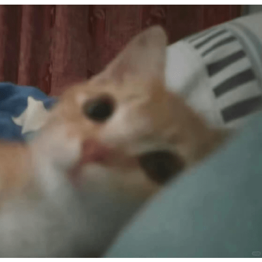 Cute Cat 7 Sticker