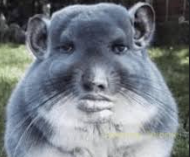 Hamster Face Sticker
