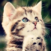 Cute Cat #1