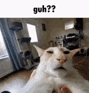 4062-guh.png