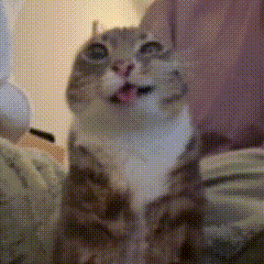 Cat pee