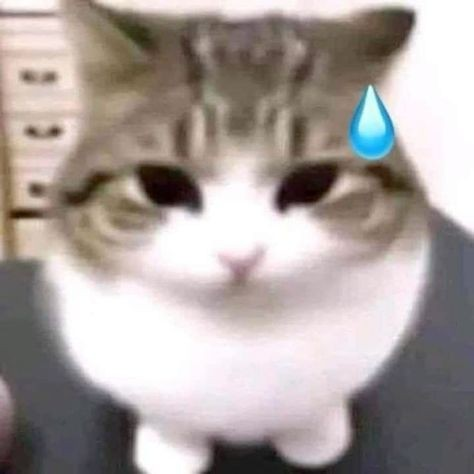 Gato