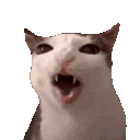 cat Sticker