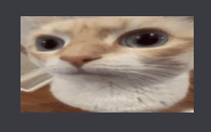 cat stare Sticker