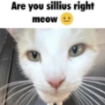 5389-bruh.png
