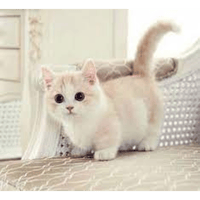 Cute Cat #2