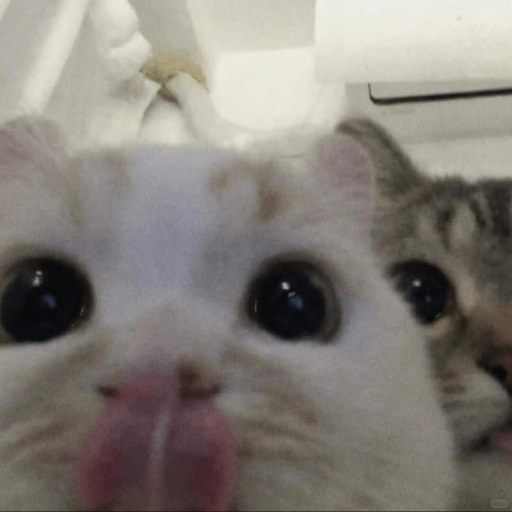 Cute Cat 17 Sticker