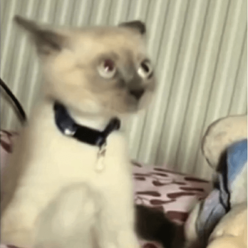 Cat Meme 4 Sticker