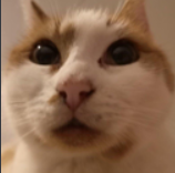 I sent you my paws pls respond