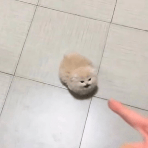 Cat Meme 19 Sticker