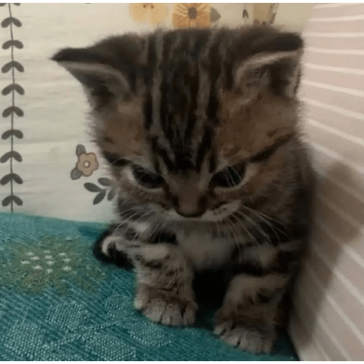 Cat Meme 13 Sticker