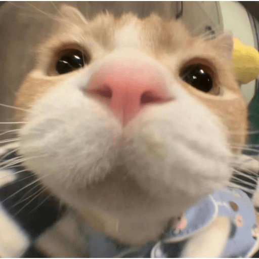 Cute Cat 6 Sticker