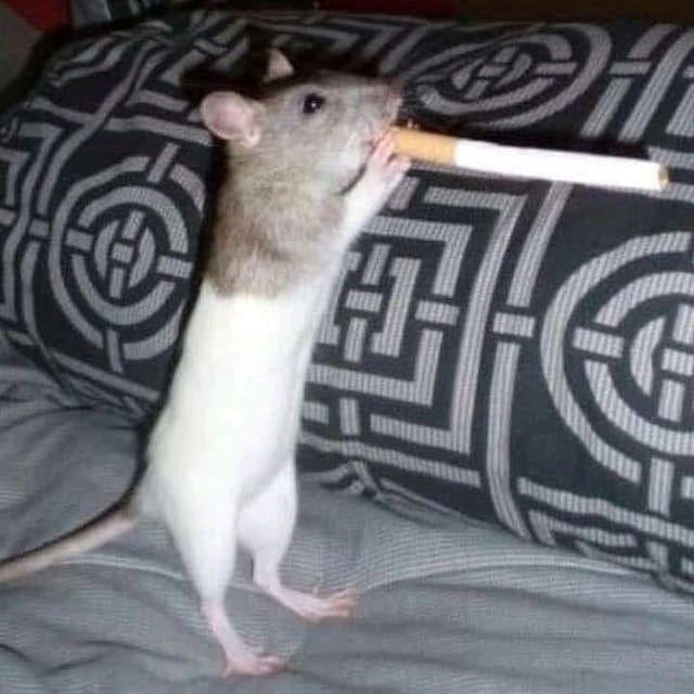 rat smoke edgy Sticker