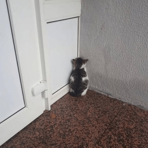 Cat Meme 9 Sticker
