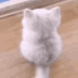 cat swing tail