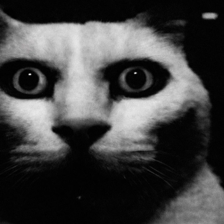 Shocked Cat Sticker