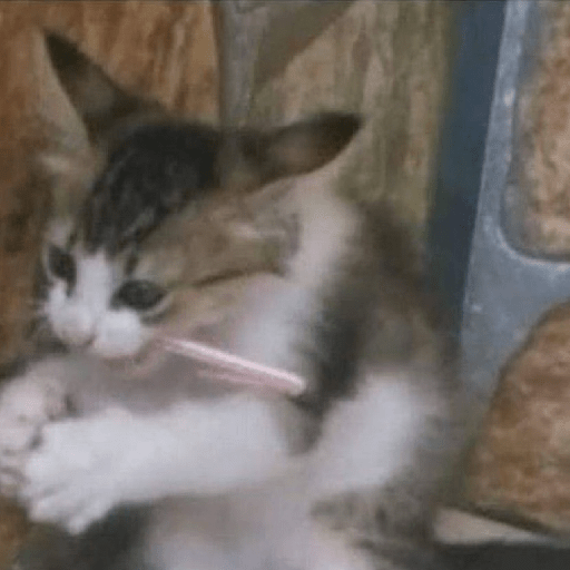 Cat Meme 17 Sticker
