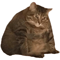 8255-cute-cat-2.png
