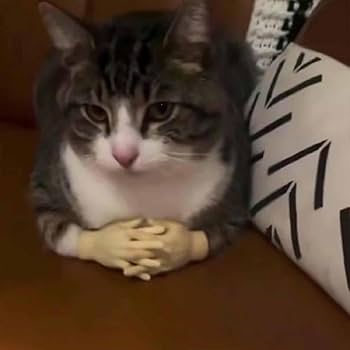 Cat funny Sticker