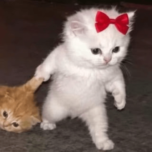 Cute Cat 1 Sticker