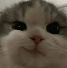 Smirking Cat Sticker