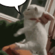 8727-yapppppp.png