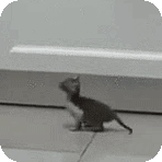 hop