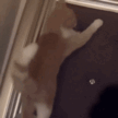 shake