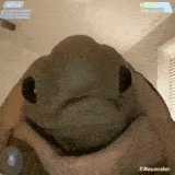 Turtle Sticker