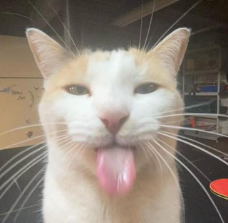Gato ble Sticker