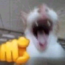 9556-gato-riendo.png