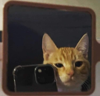 caught in 4k ðŸ¤¨ðŸ“¸ Sticker