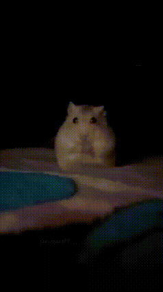 Hamster kidnapped Sticker