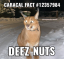 deez nuts Sticker